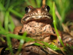 夜のカエル観察会