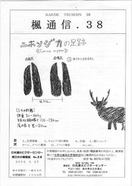 楓通信038号