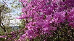 【5/21】竜頭滝・高山の開花と自然状況