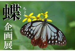 【6/22~8/23】蝶　企画展 終了のお知らせ
