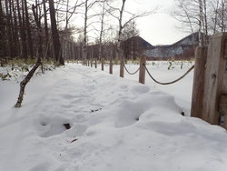 【1/7】小田代原　歩道状況