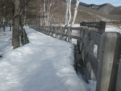 【1/24】小田代原　歩道状況