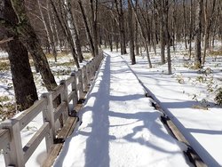 【2/7】小田代原　歩道状況