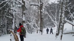 【1/10】湯元スノーシューコース開設のお知らせ