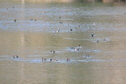 【11/20】湯ノ湖の水鳥