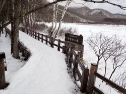 【1/16】小田代原 歩道状況