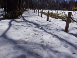 【3/3】小田代原　歩道状況