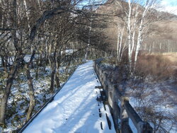 【12/27】小田代原　歩道状況