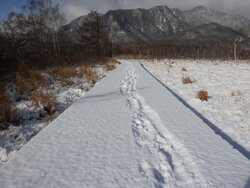 【1/4】戦場ヶ原　歩道状況