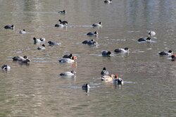 【1/11】湯ノ湖の水鳥