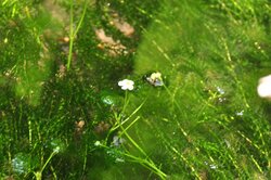 【8/3】戦場ヶ原　自然情報