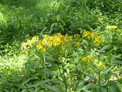 【7/27】千手の森歩道　歩道状況　自然状況