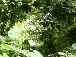 【8/19】千手の森歩道　歩道状況・自然状況