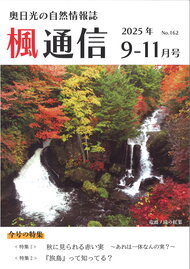 楓通信162号　　　　　『旅鳥』って知ってる？