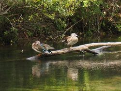 【9/8】戦場ヶ原　自然情報
