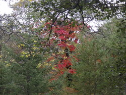 【10/5】千手の森歩道　自然情報・歩道状況