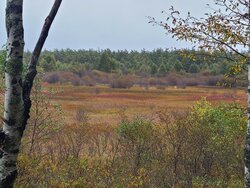 【10/7】小田代原　自然情報・歩道状況