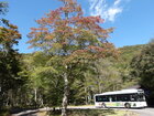 【10/12】千手の森歩道　自然情報・歩道状況