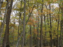 20251020(千手の森）