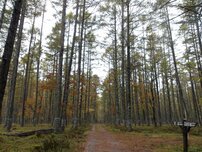 20251026（西ノ湖入口カラマツ黄葉）