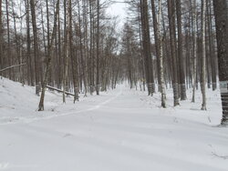 【1/6】千手の森歩道　自然情報・歩道状況