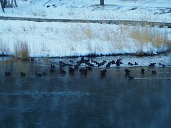 【1/7】湯ノ湖の水鳥