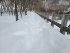 【1/16】小田代原　自然情報・歩道状況