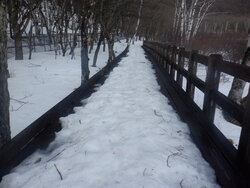 【2/26】小田代原　歩道状況