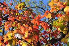 2026 奥日光紅葉情報