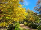 2026 奥日光紅葉情報