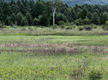 復活した植生（小田代原のノアザミ群落）の画像