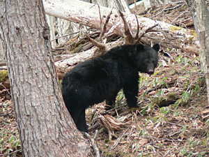 クマの画像